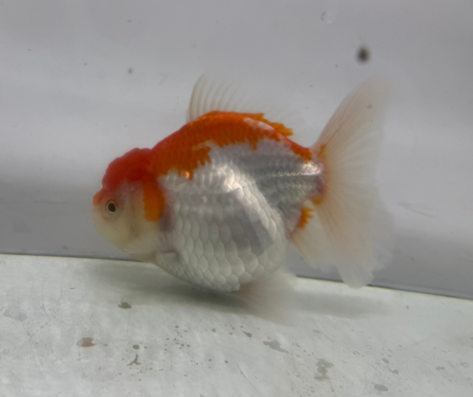 Rosetail Oranda Goldfish (12-13 cm)