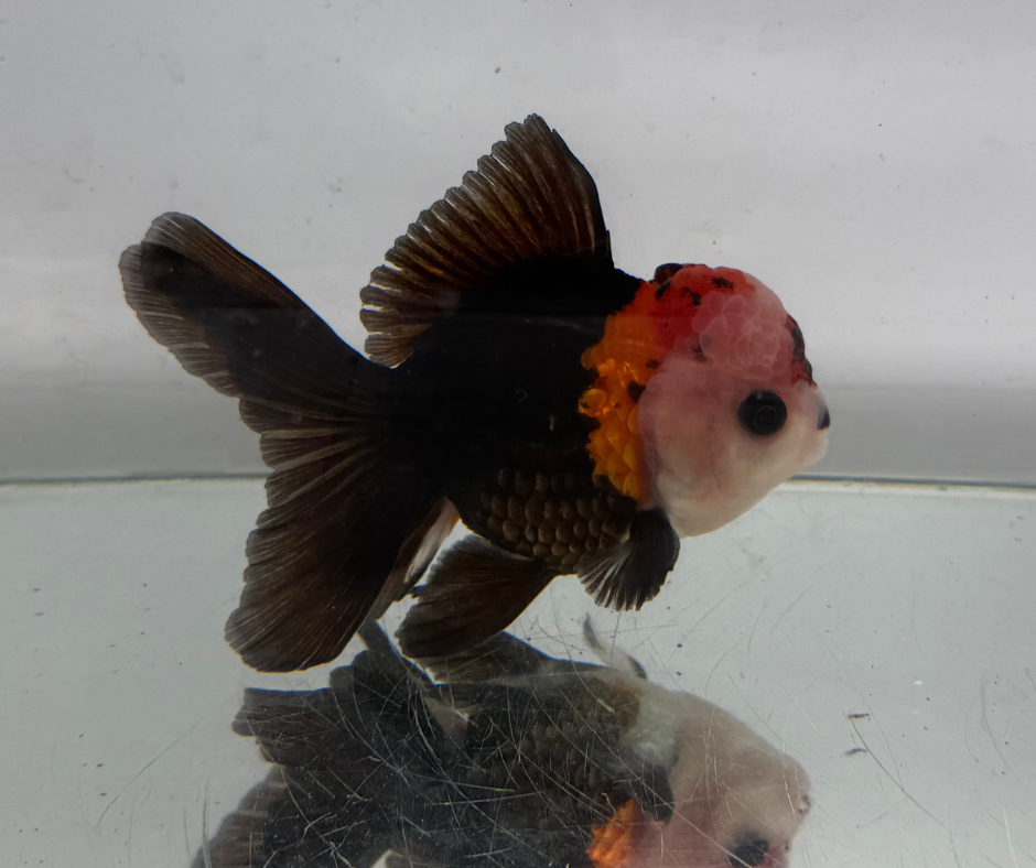 Tri Oranda Goldfish (10-11 cm)