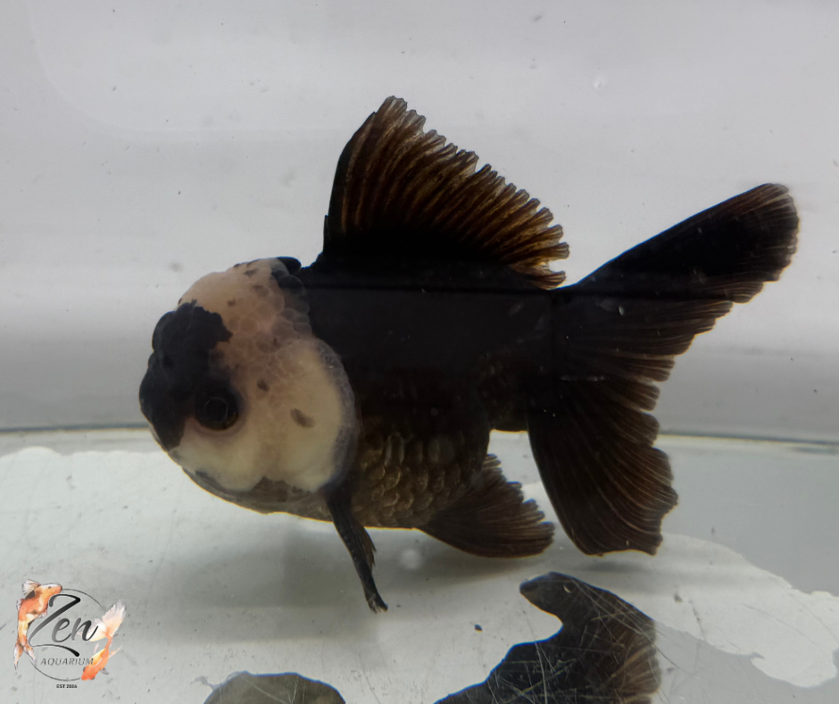 Black Panda Oranda Goldfish (10-11 cm)