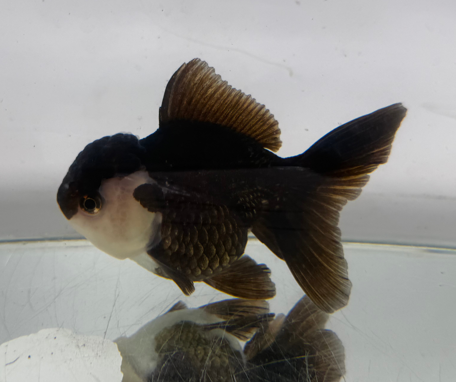 Panda Oranda Goldfish (10-11 cm)