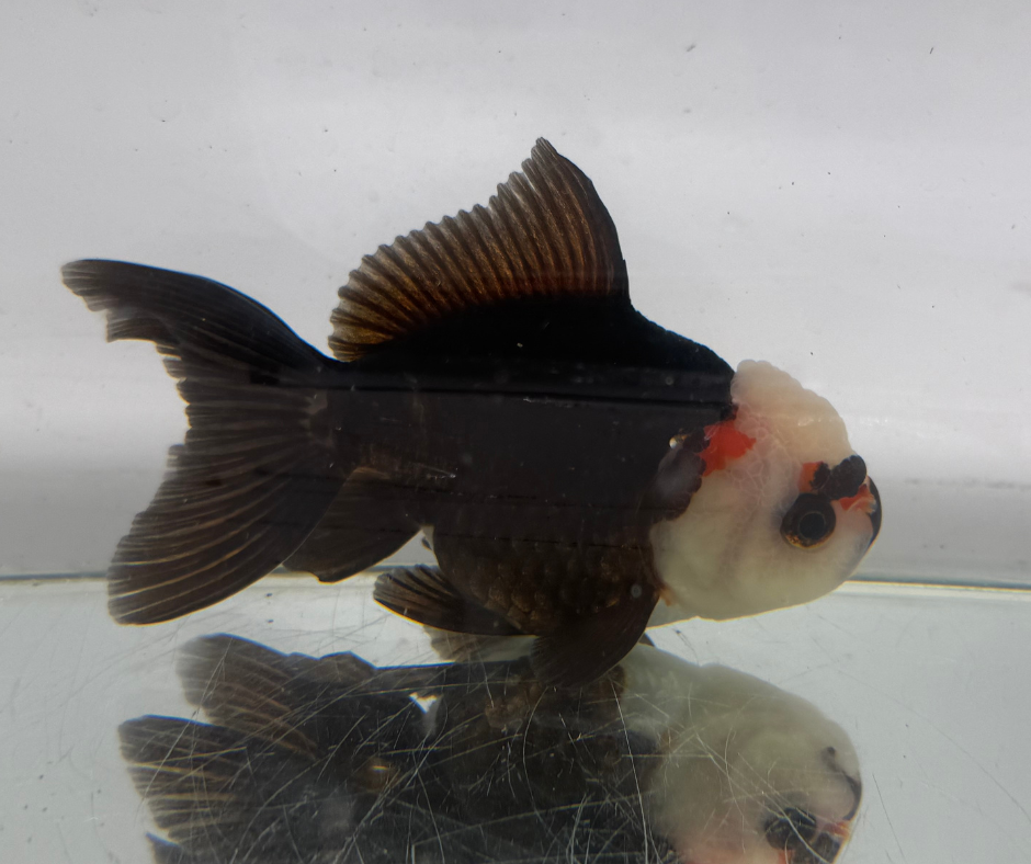 Lemon Head Panda Oranda Goldfish (10-11 cm)