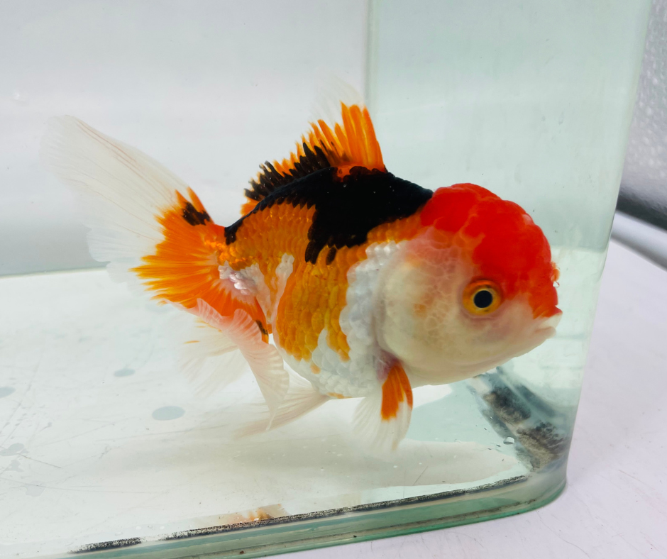 Tri Oranda Goldfish (10-11 cm)