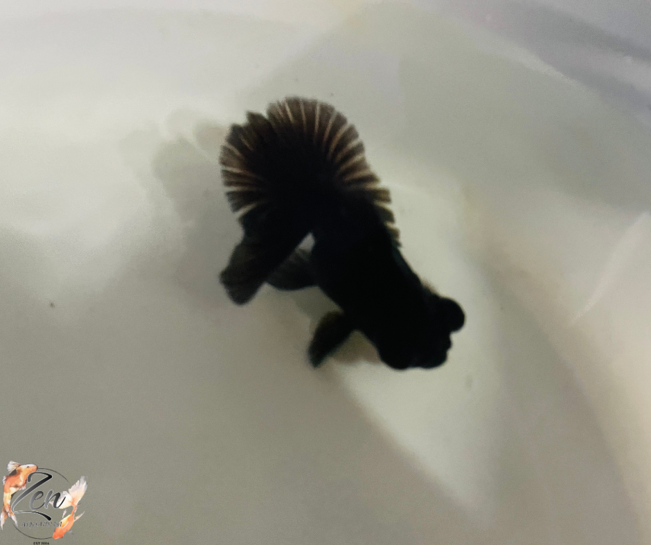 Black Butterfly Tail Goldfish 11cm