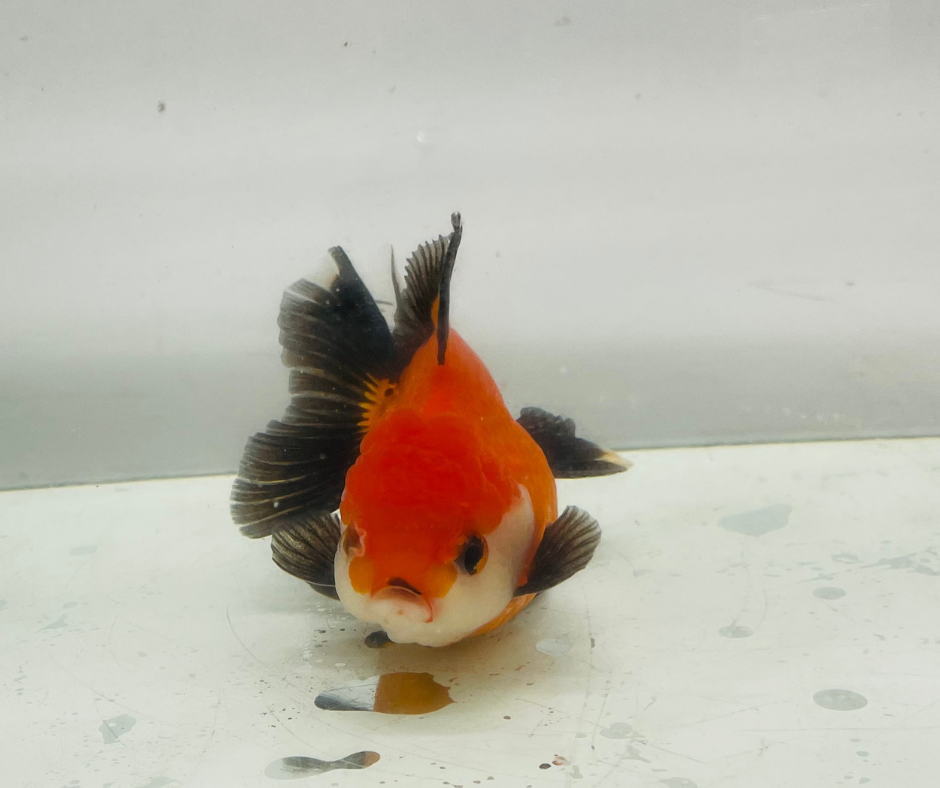 Tri Oranda Goldfish (10-11 cm)