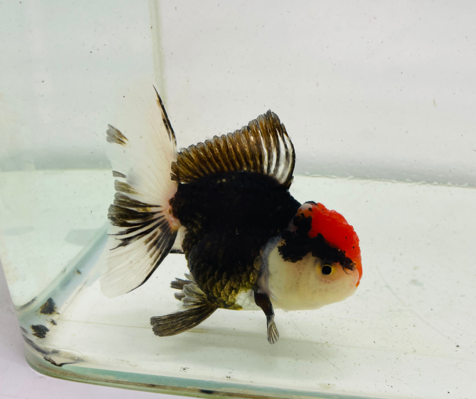 Tri Oranda Goldfish (9cm)