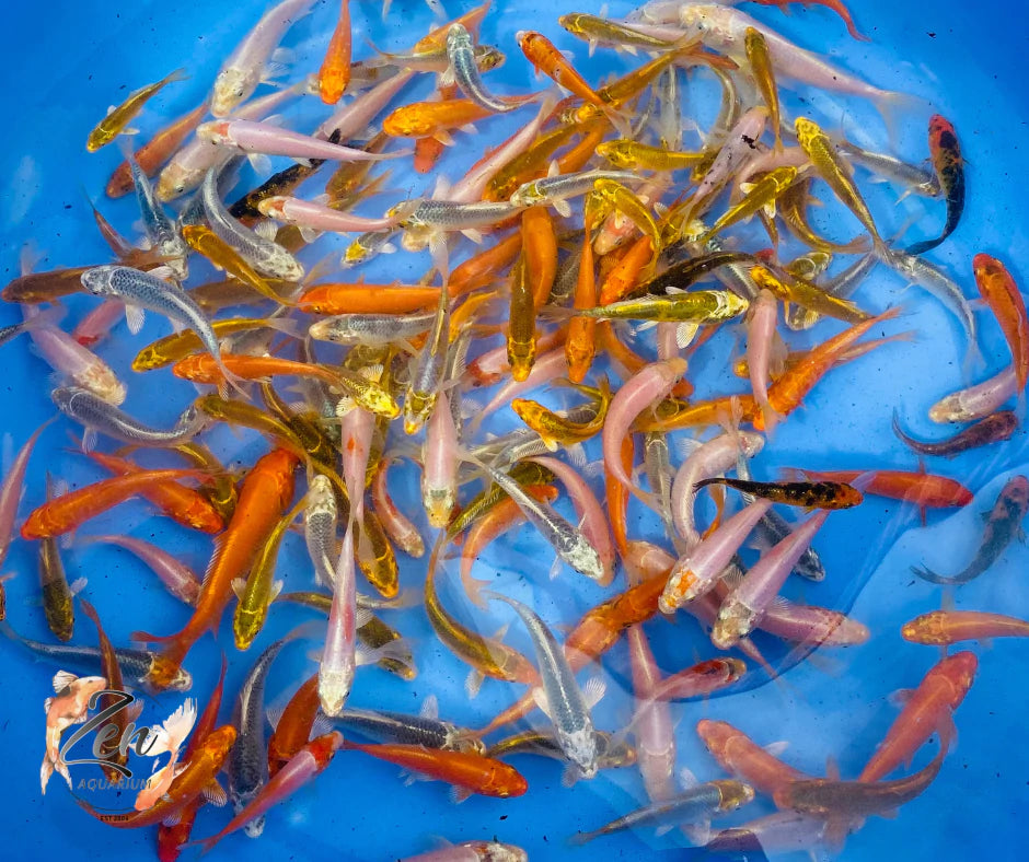 Colorful Koi fish