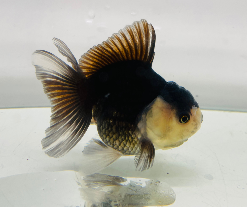 Black Panda Oranda Goldfish (8-9cm)