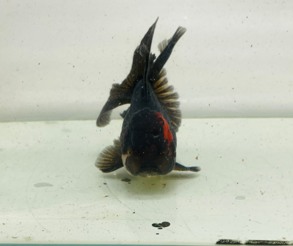 Black&Red Oranda Goldfish (10 cm)