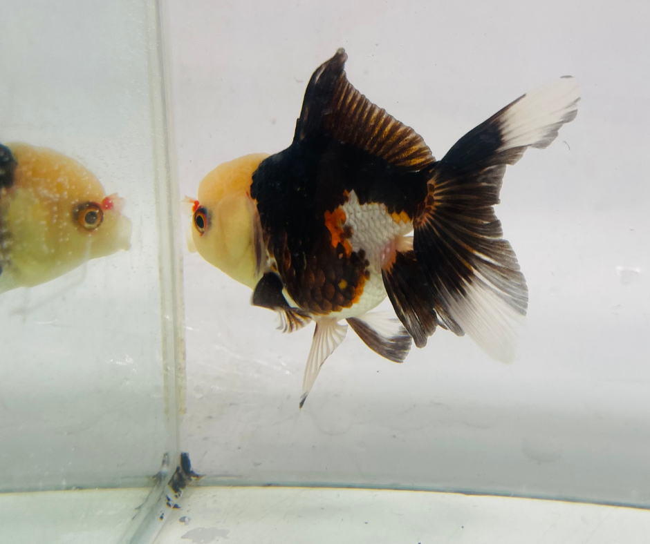 Tri Lemon Head Oranda Goldfish (8-9cm)
