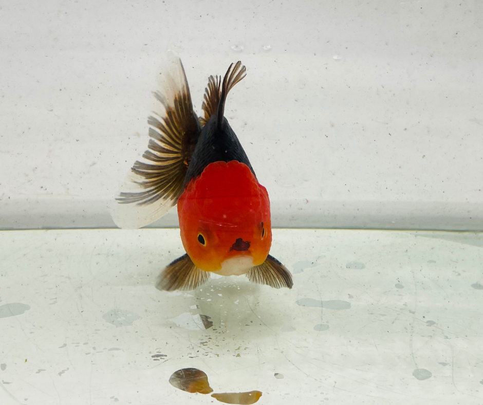 Tri Oranda Goldfish (11 cm)