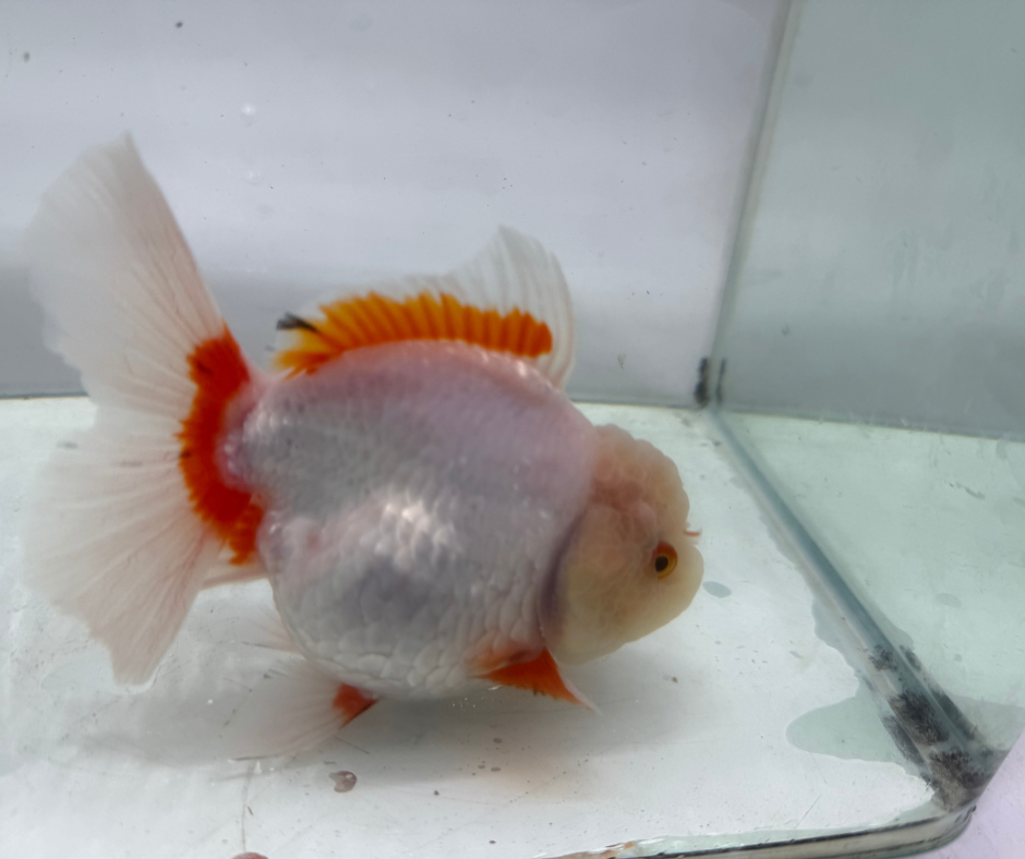 Rosetail Oranda Goldfish (12-13 cm)