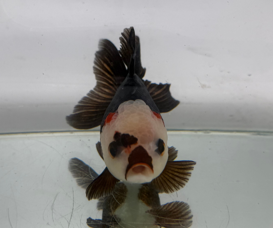 Lemon Head Panda Oranda Goldfish (10-11 cm)
