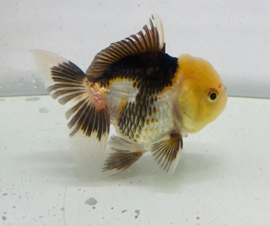 Panda Lemon Head Oranda Goldfish (9cm)