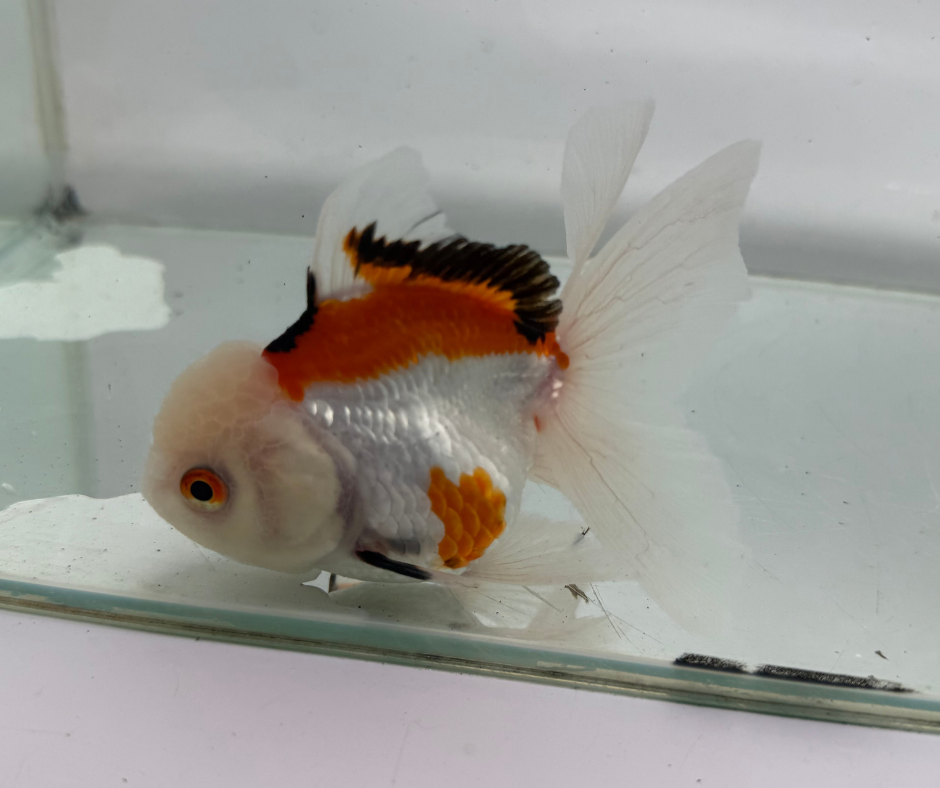 Lemon Head Tri Goldfish (10-11 cm)