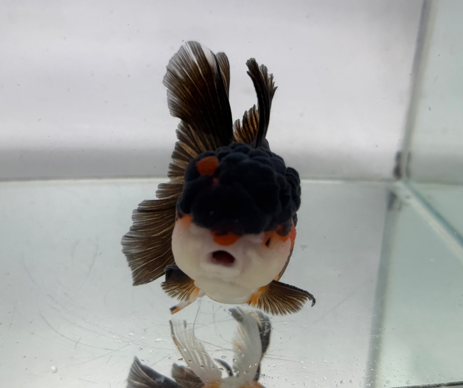 Tri Oranda Goldfish (10-11 cm)