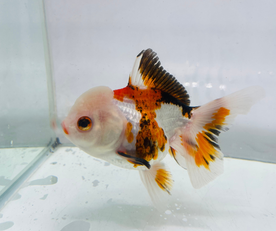 Tri Lemon Head Oranda Goldfish (10-11 cm)