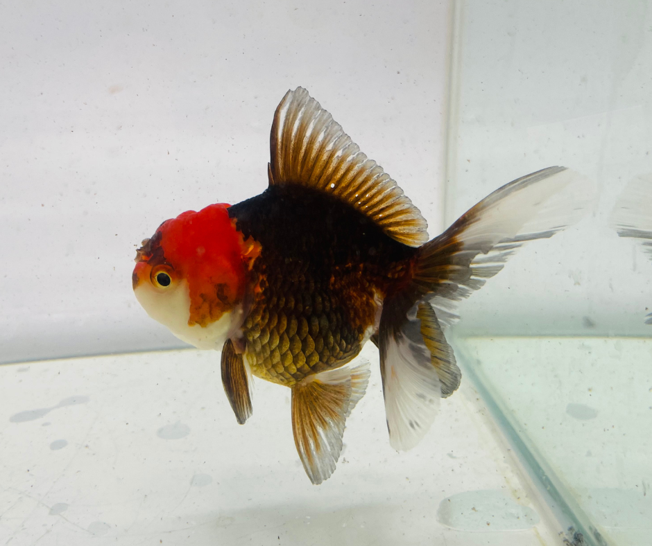 Tri Oranda Goldfish (9cm)