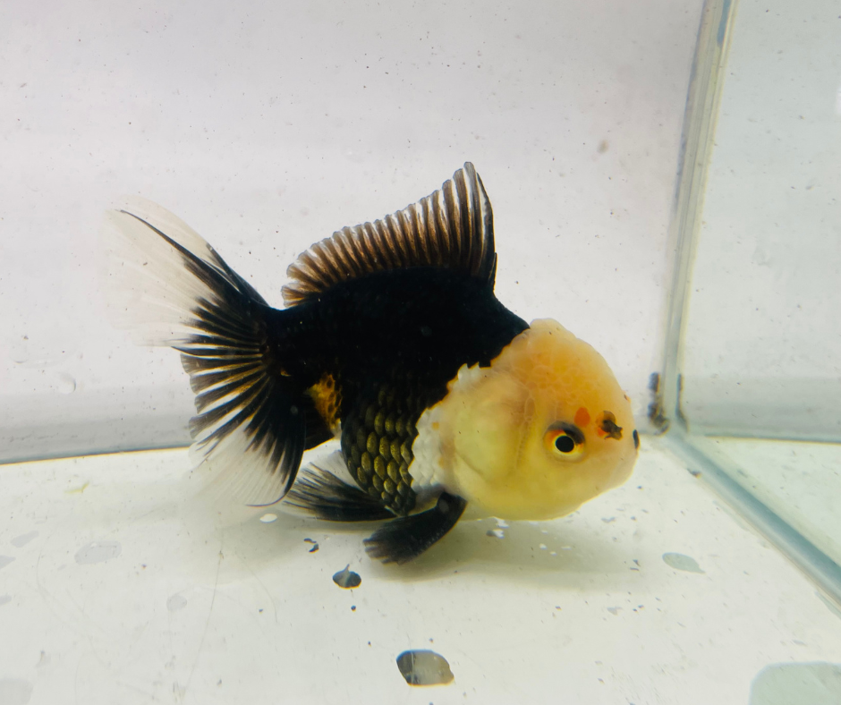 Panda Lemon Head Oranda Goldfish (11 cm)