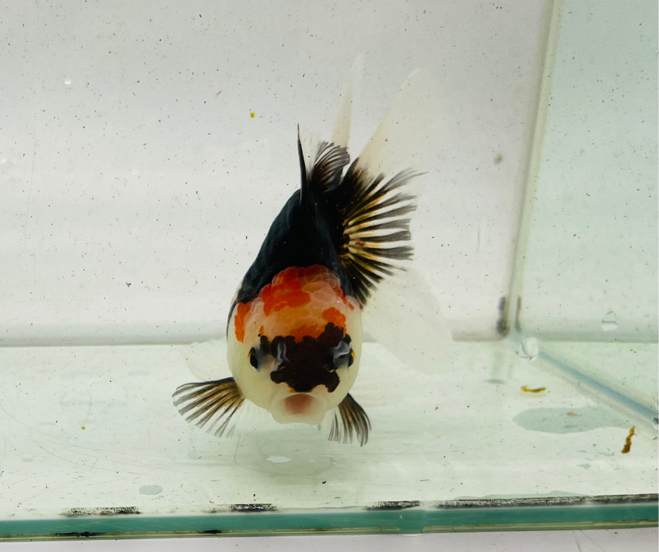 Tri Oranda Goldfish (11 cm)
