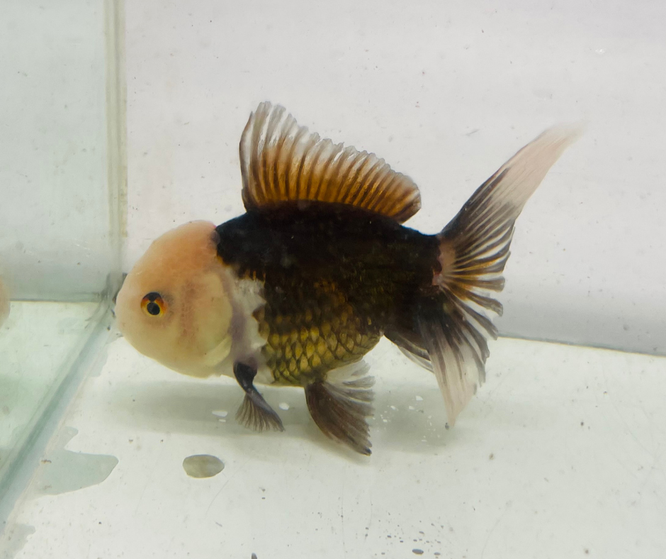 Tri Lemon Head Oranda Goldfish (10 cm)