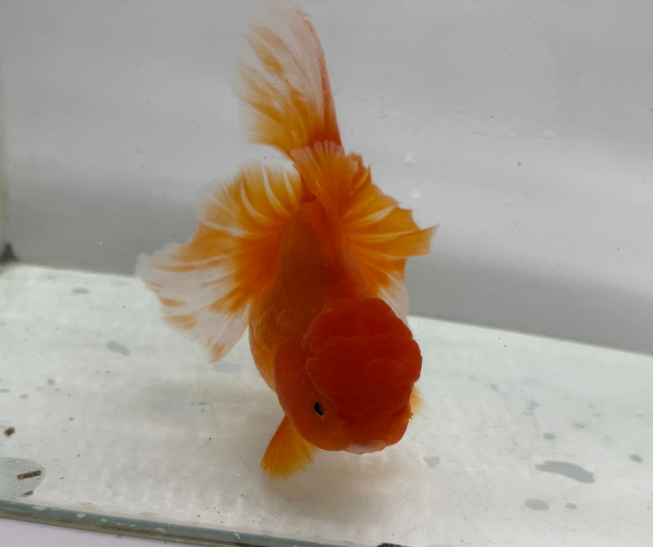 Rosetail Oranda Goldfish (12-13 cm)