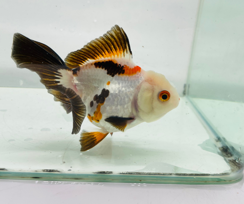Tri Lemon Head Oranda Goldfish (10-11 cm)