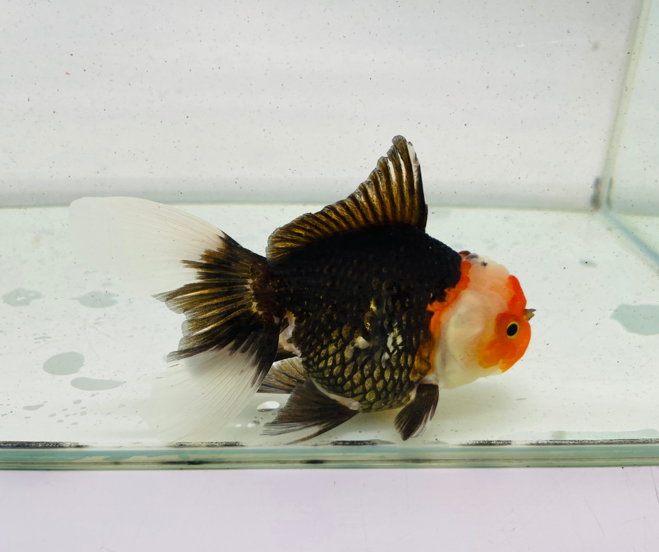 Tri Oranda Goldfish (11 cm)