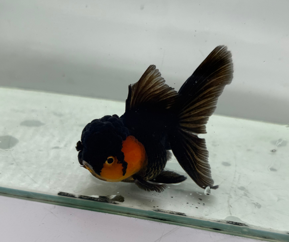 Black&Red Oranda Goldfish (10-11 cm)