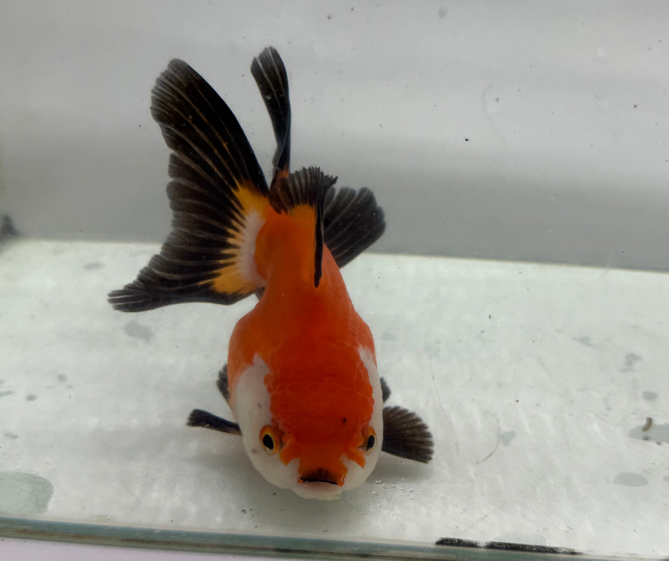 Rosetail Oranda Goldfish (12-13 cm)