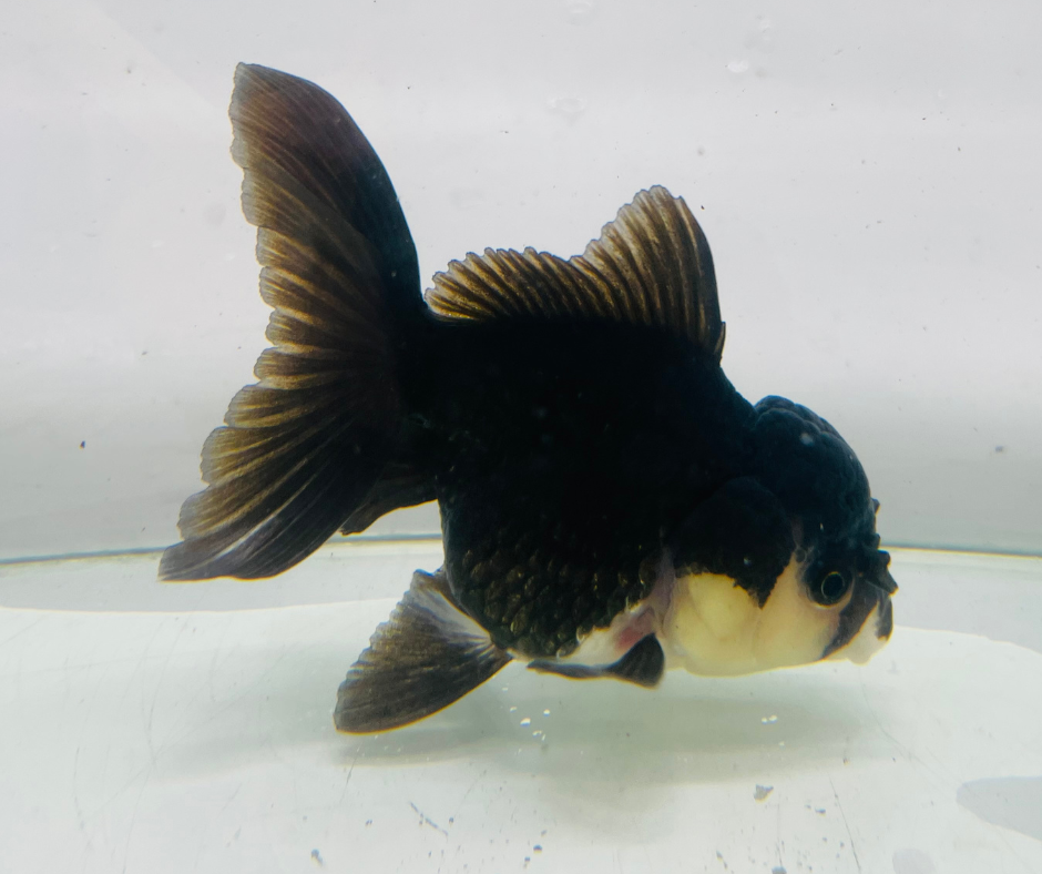 Black Panda Oranda Goldfish (10-11 cm)