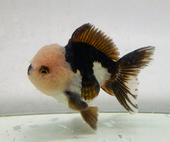 Lemon Head Panda Oranda Goldfish (10-11 cm) - Zen Aquarium AU