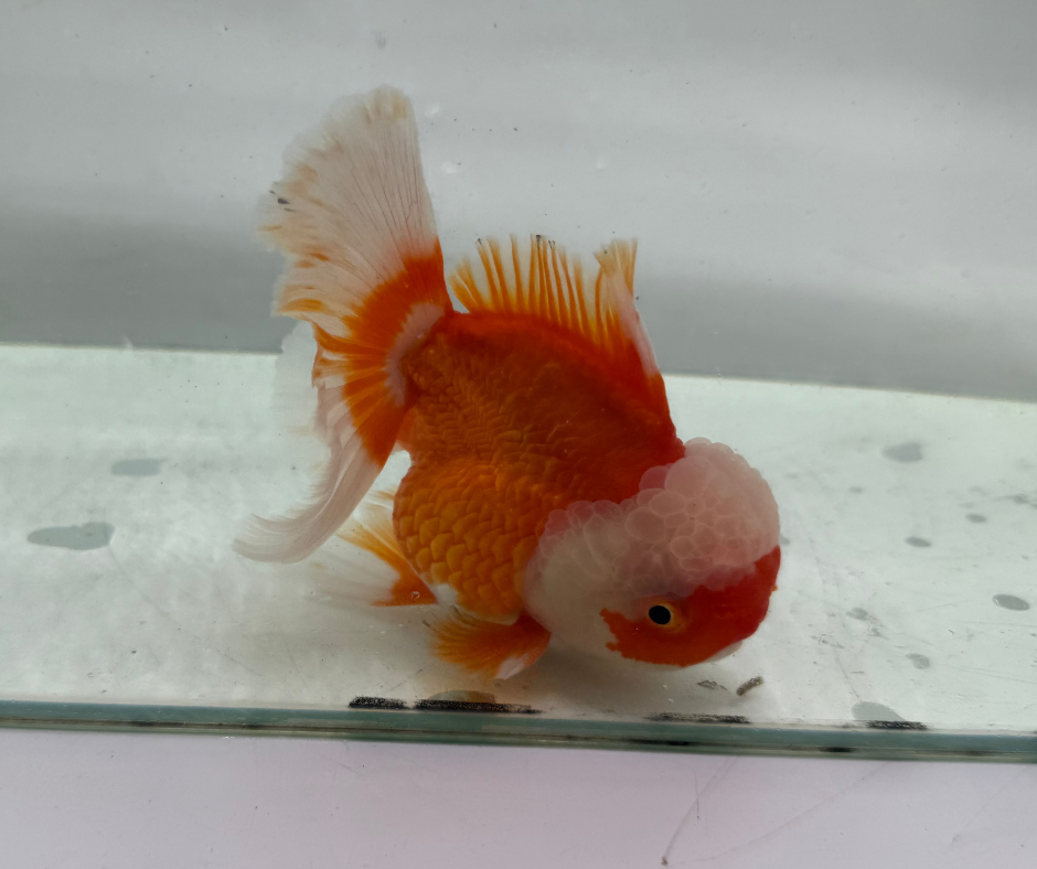 Rosetail Oranda Goldfish (12-13 cm)