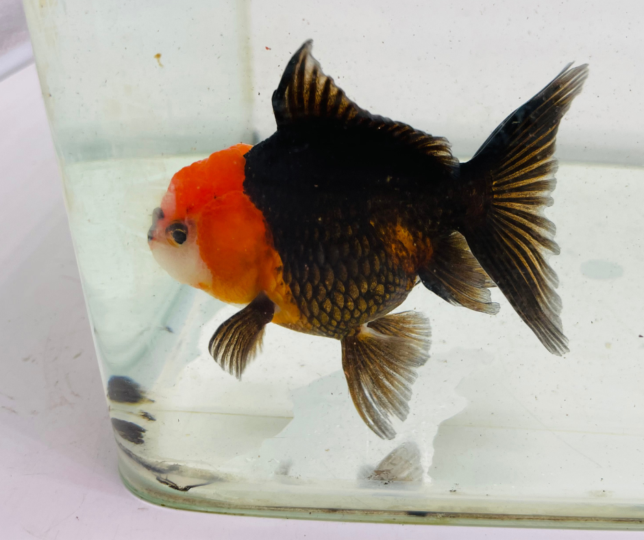 Tri Oranda Goldfish (9cm)