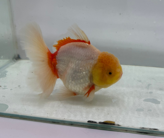 Rosetail Oranda Goldfish (12-13 cm)