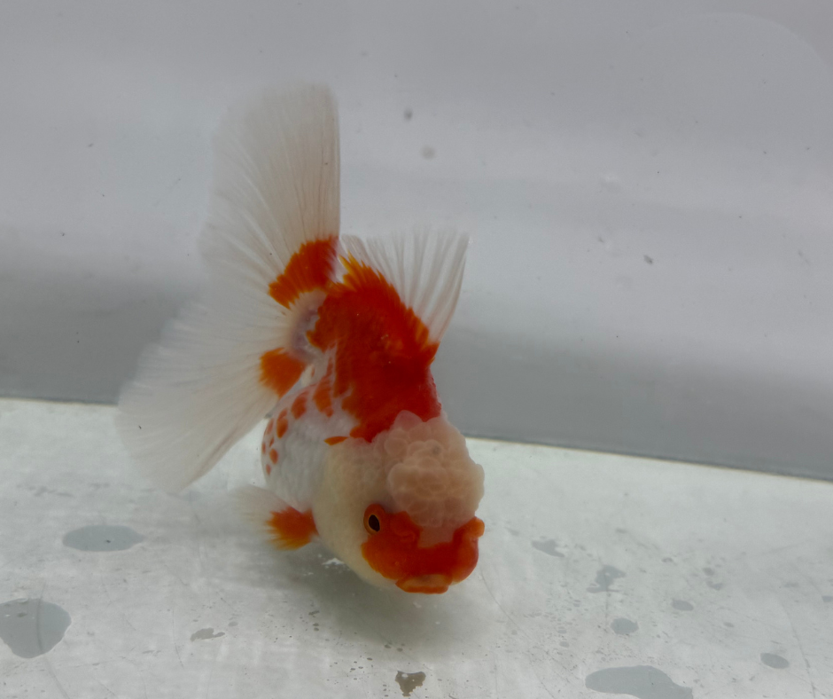 Rosetail Oranda Goldfish (12-13 cm)