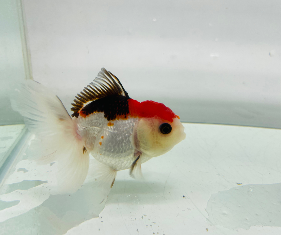 Tri Oranda Goldfish (8-9cm)