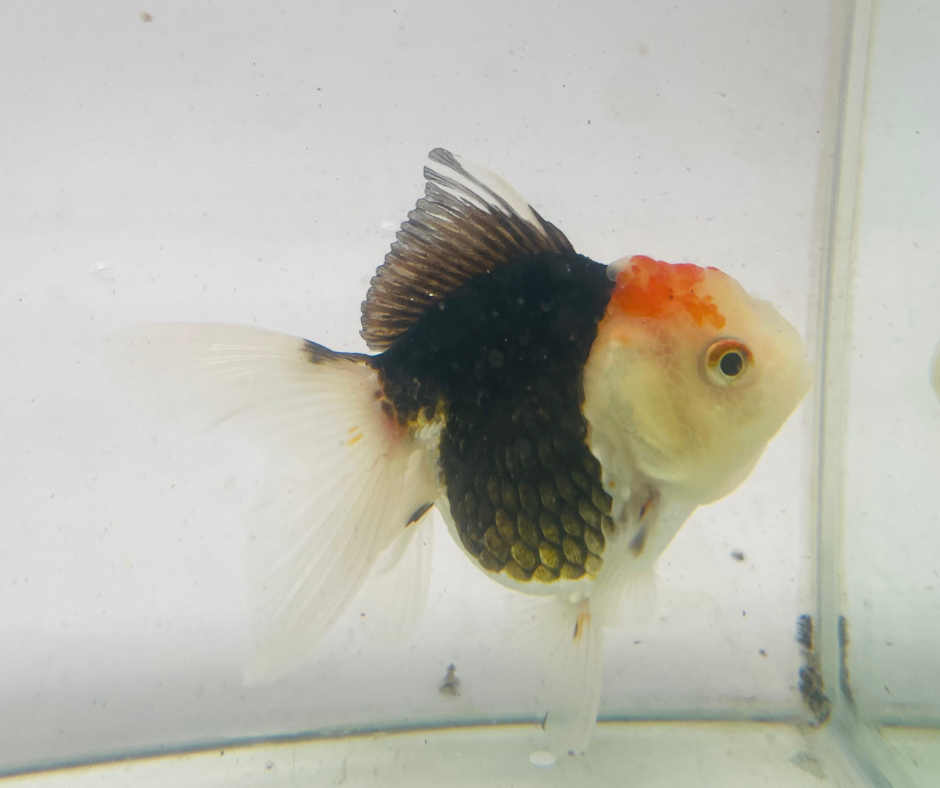 Tri Oranda Goldfish (9cm)