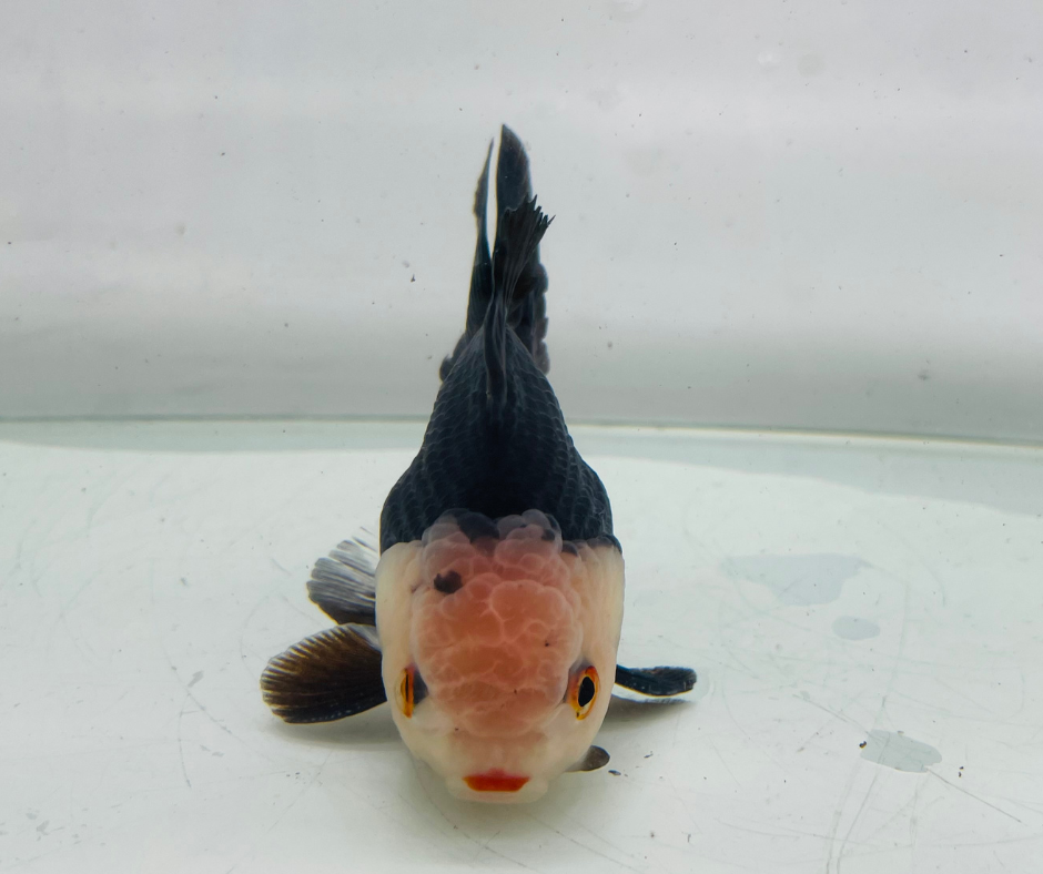 Panda Lemon Head Oranda Goldfish (10-11 cm)