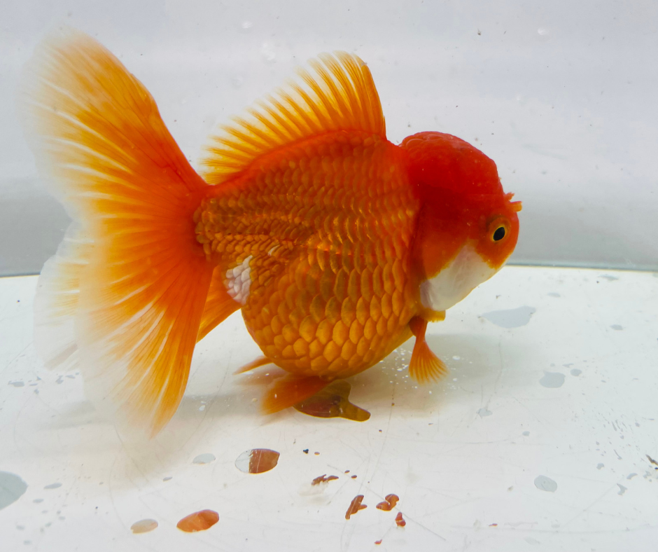 Rosetail Oranda Goldfish (12-13 cm)