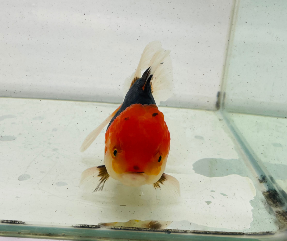 Tri Oranda Goldfish (11 cm)