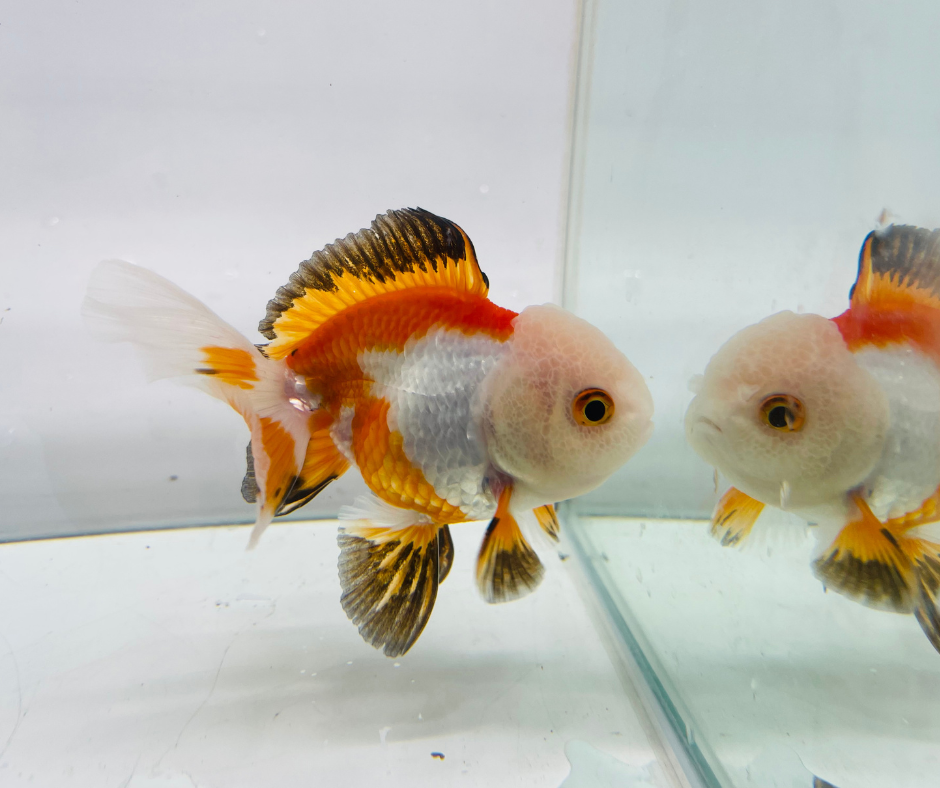 Tri Lemon Head Oranda Goldfish (8-9cm)