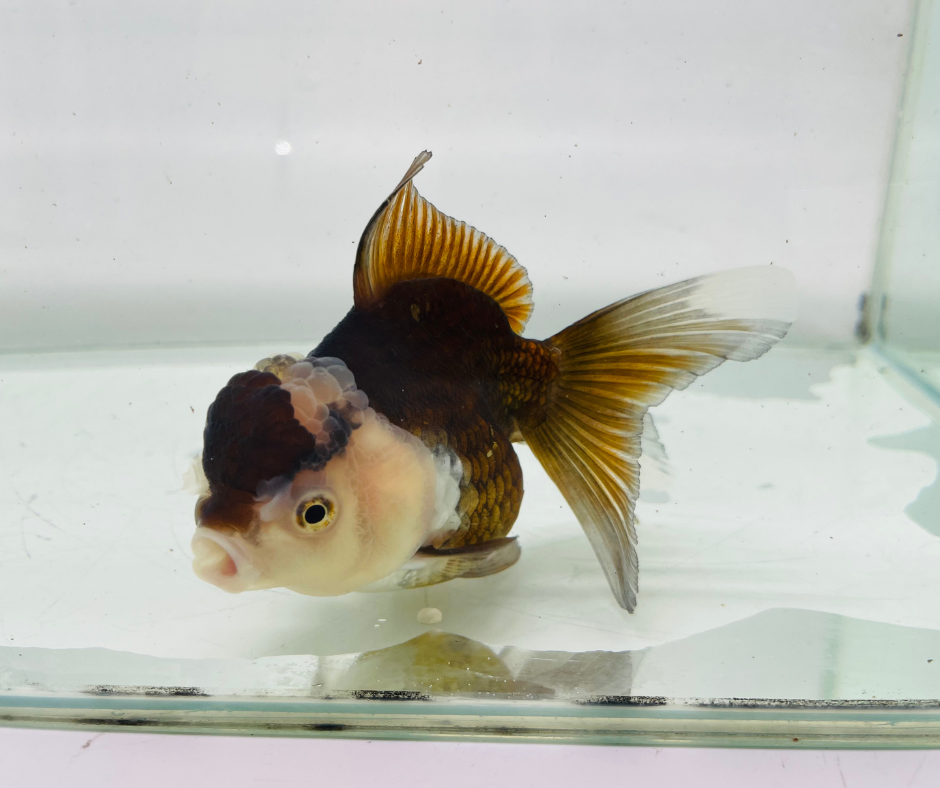 Panda Oranda Goldfish (10-11 cm)