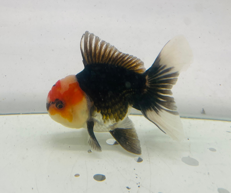 Tri Oranda Goldfish (9-10cm)