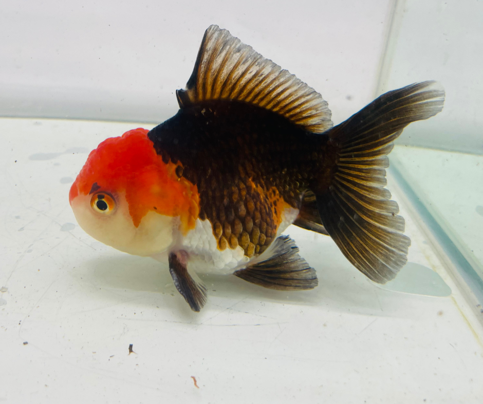Tri Oranda Goldfish (9-10 cm)