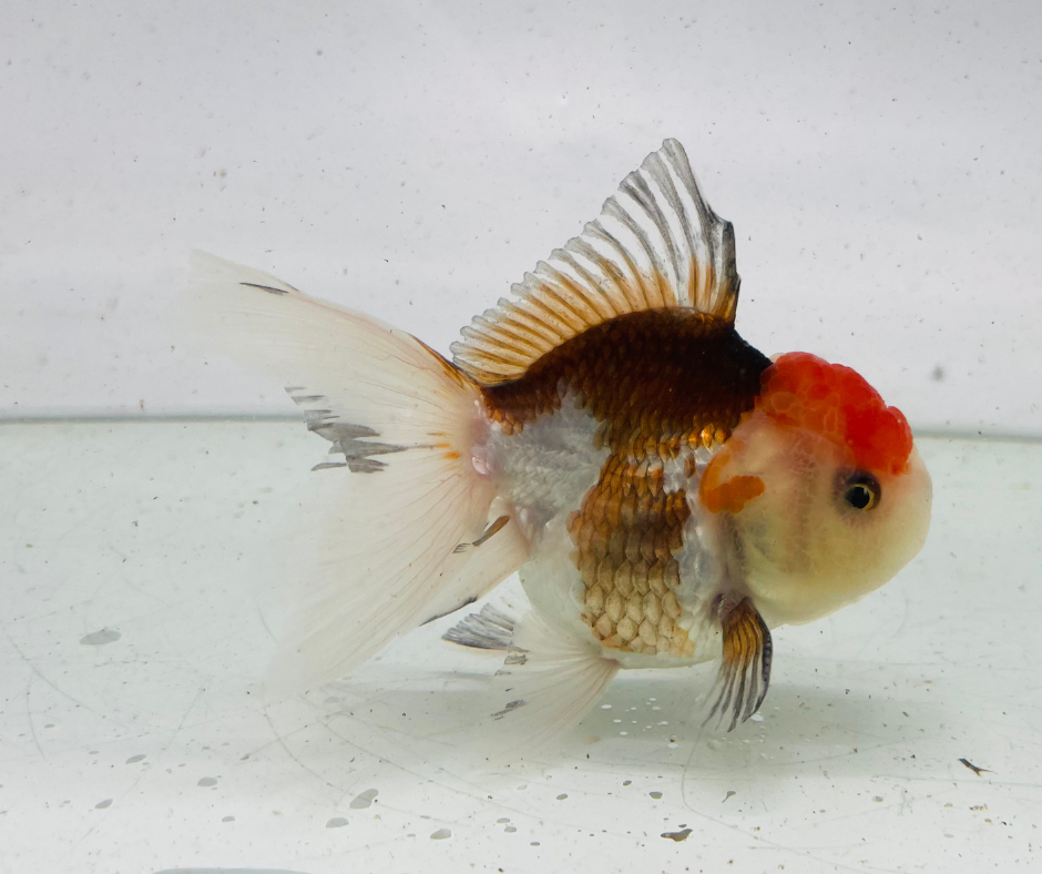Tri Oranda Goldfish (9cm)
