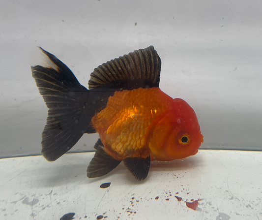 Red&Black Oranda Goldfish (10-11 cm)