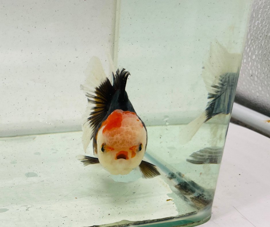 Tri Lemon Head Oranda Goldfish (11 cm)