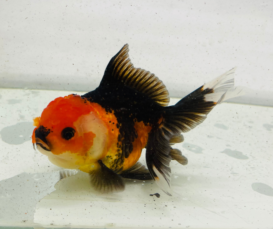 Tri Oranda Goldfish (11 cm)