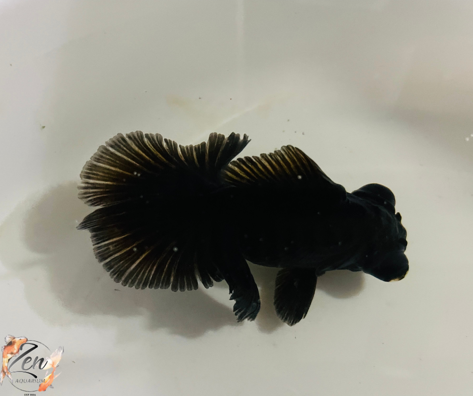 Black Butterfly Tail Goldfish 11cm