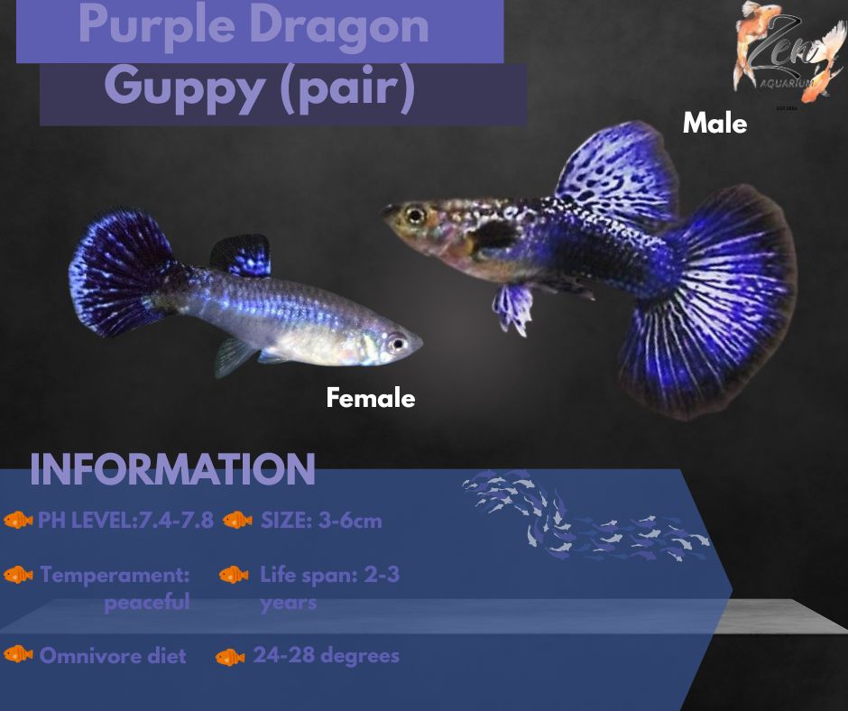 Purple Dragon Guppy (pair)